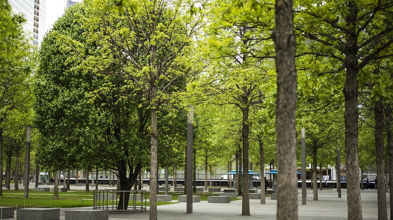 A Callery pear tree known as the Survivor Tree is seen among the Memorial’s white oak trees. The Survivor Tree’s dark green leaves stand in contrast to the yellow-green leaves of the oaks.