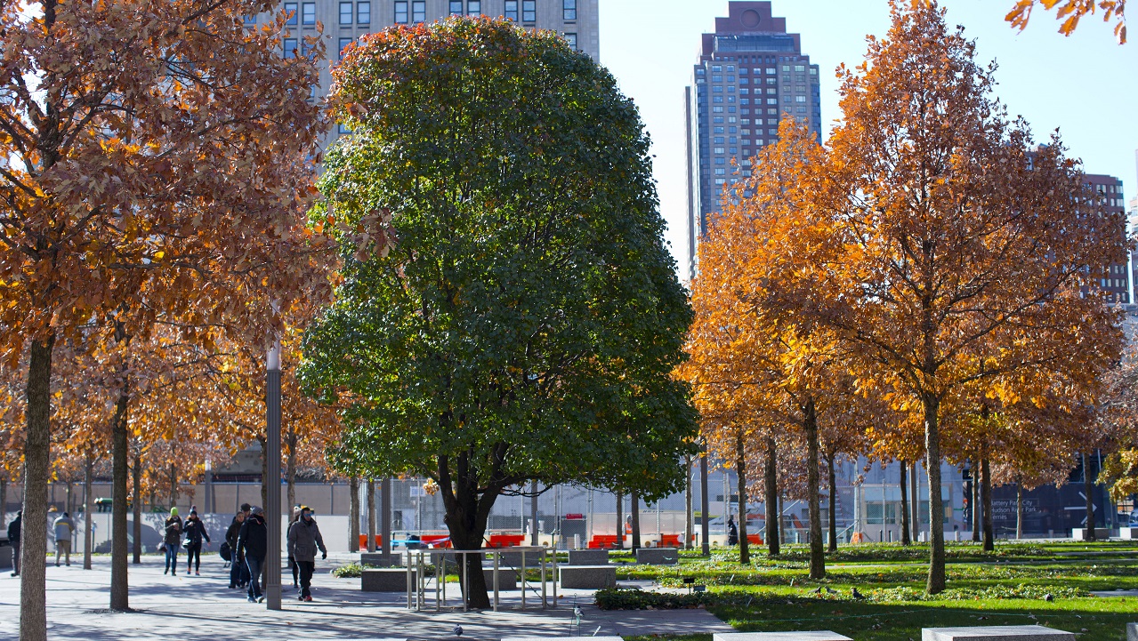 People walking towards a callery pear tree with dark green leaves in the center. The tree is flanked by oak trees with orange-brown leaves.