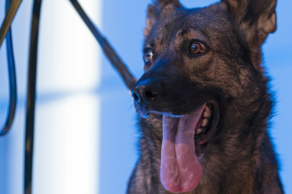 A close-up photograph of a panting dog.