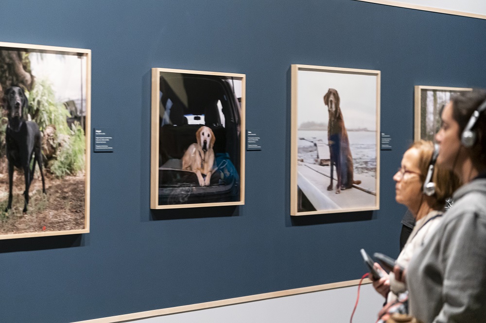 Museum visitors view framed photographs in the exhibition "K-9 Courage."