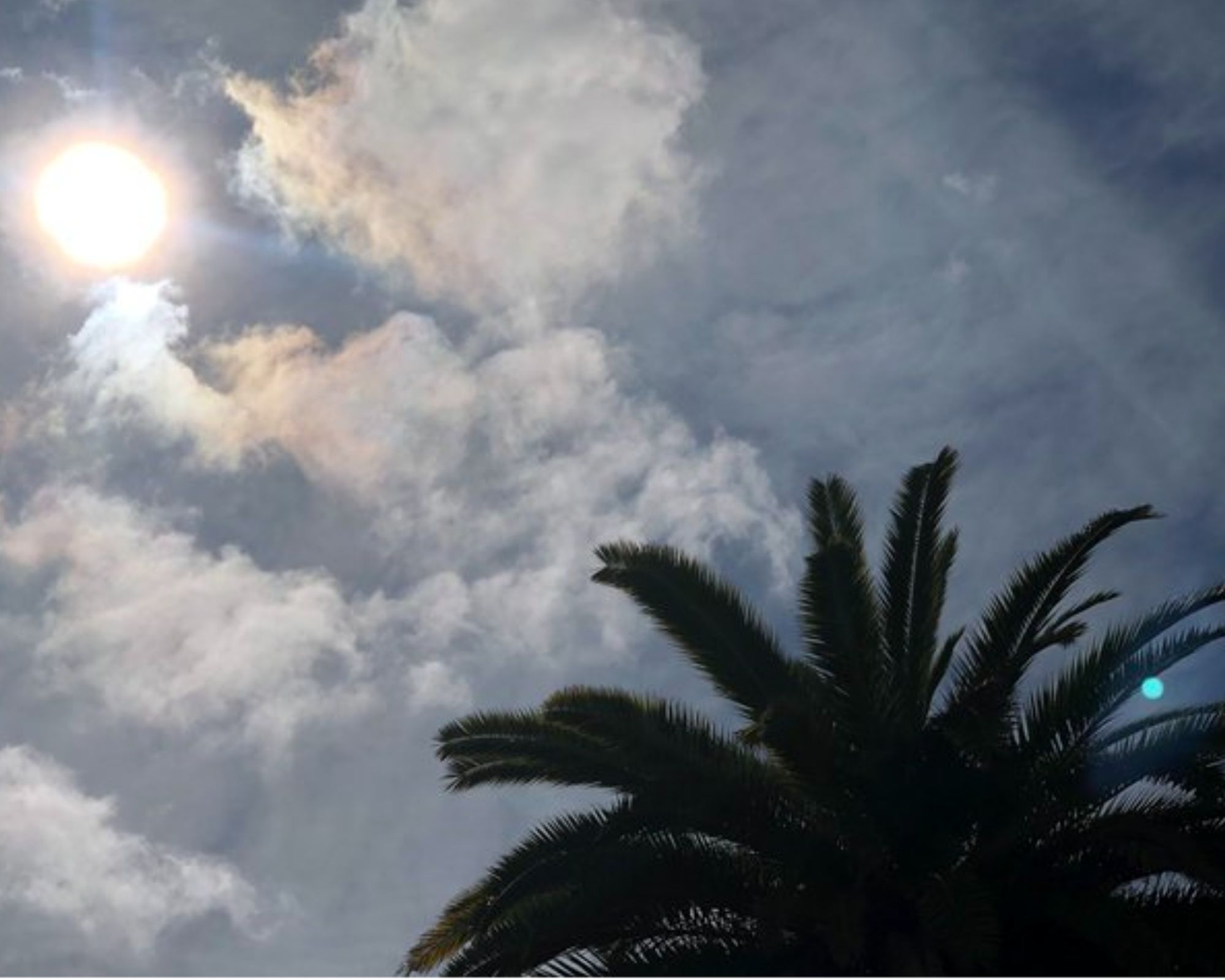 Palm tree in foreground of gray-blue cloudy sky