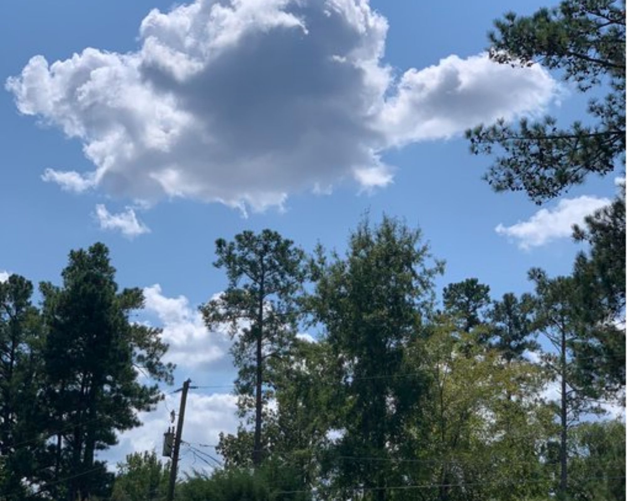 Forest trees frame a blue sky with cottony clouds