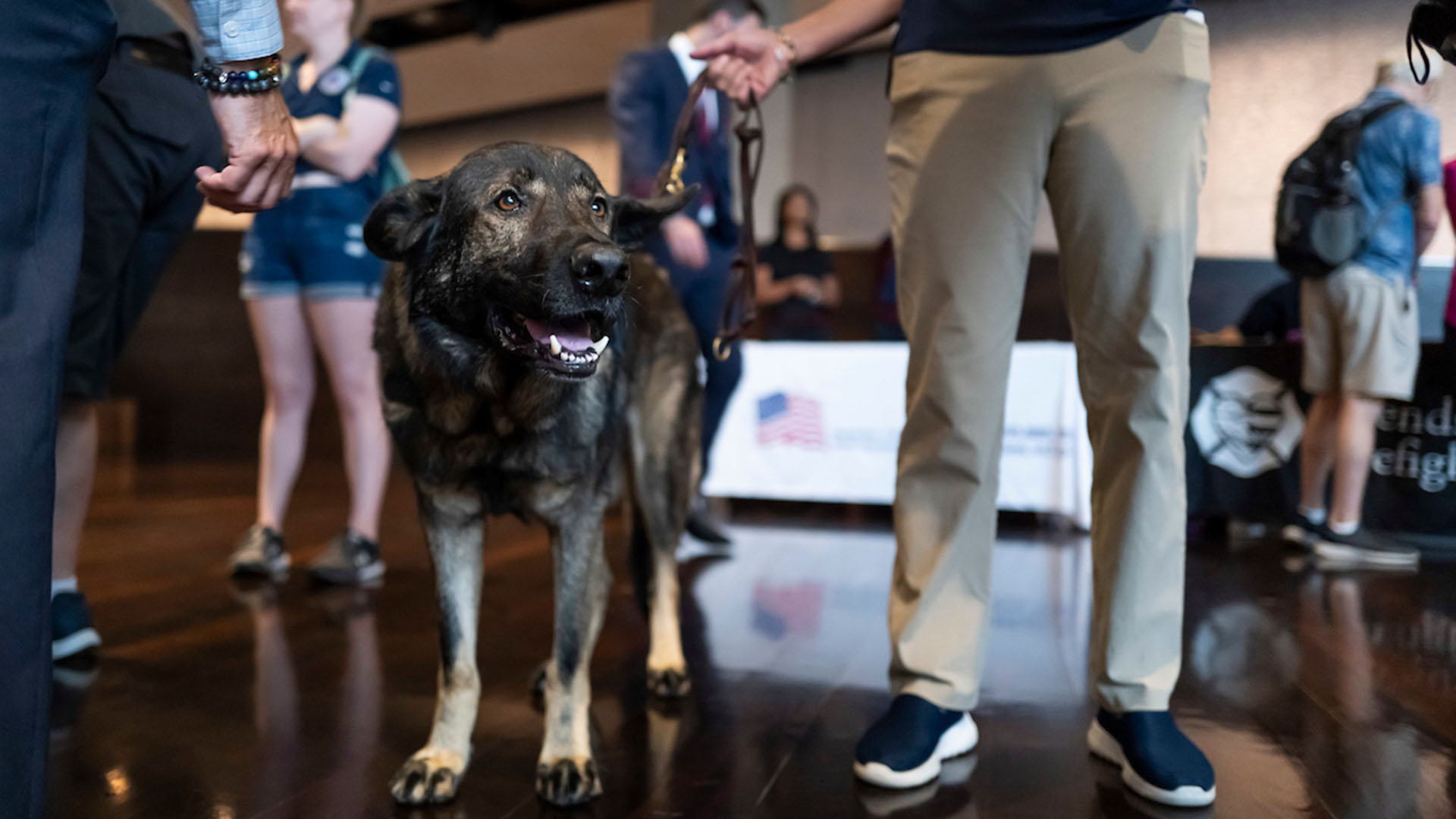 a crisis response canine attends community day