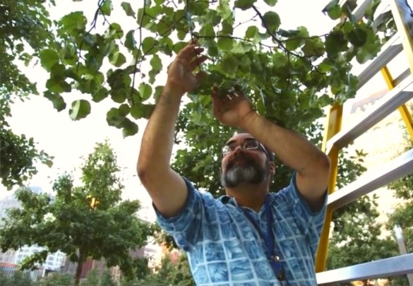 Ron Vega, wearing a blue shirt, is shown from the waist up, as he trims the leaves of the Survivor Tree.