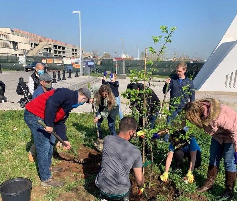 Group of volunteers planting tree seedlings